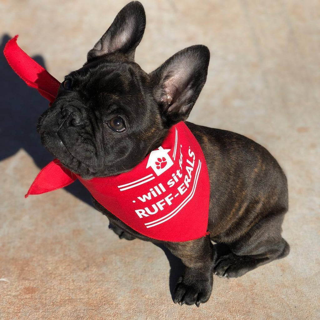 Arkansas Razorbacks Mesh Dog Bandana — 4LeggedFans